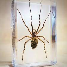Preserved Spider Specimen 10/Pk