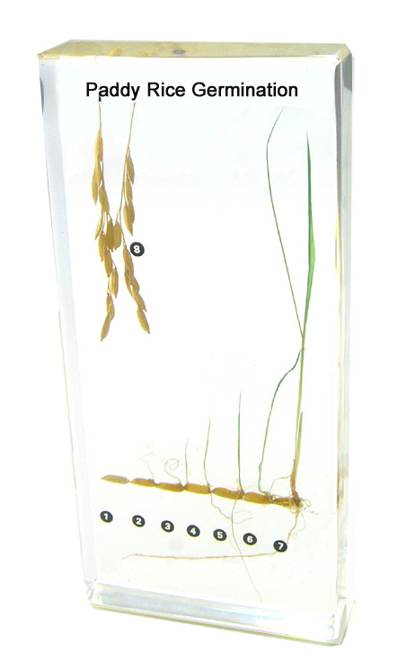 Paddy Rice Germination Specimen