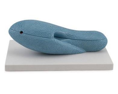 PARAMECIUM MODEL