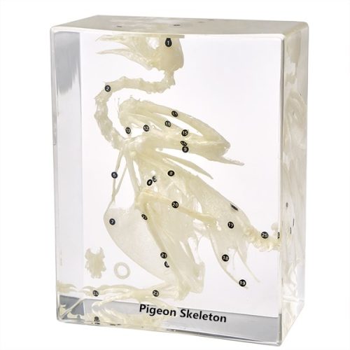 Pigeon Skeleton Plastic Embedded