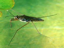 Pond Skater Gerris 10/Pack
