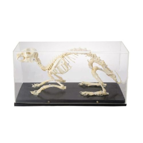 SKELETON OF RABBIT