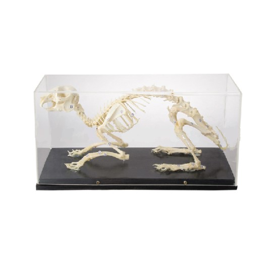 SKELETON OF RABBIT