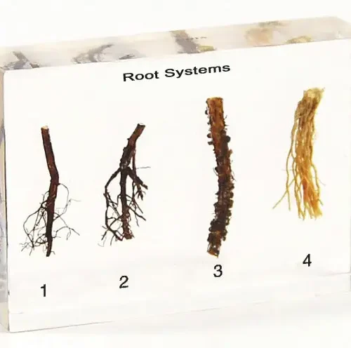 Real Plant Root Specimens