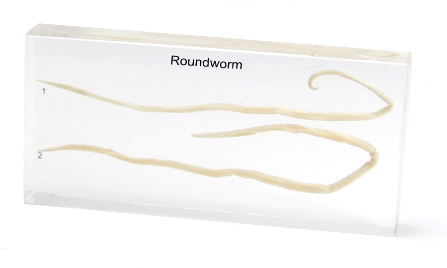 Real Roundworm Specimen Model