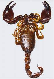 Preserved Scorpion Species Specimen