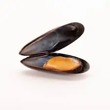 Sea Mussel Mytilus Edulis