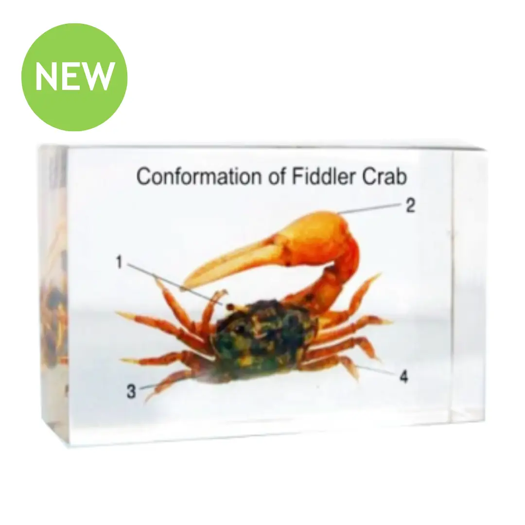 SPECIMEN-OF-FIDDLER-CRAB-CONFORMATION-PE.png