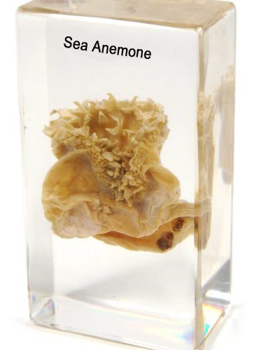 Sea Anemone Plastic Embedded