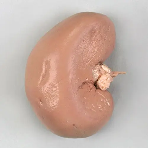 Sheep Kidney Preserved Specimen