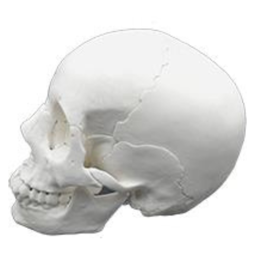 Adult Skull 22Part Model