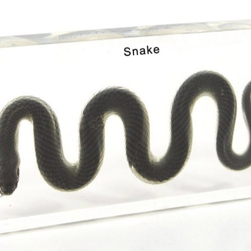 Water Snake Plastic Embedded