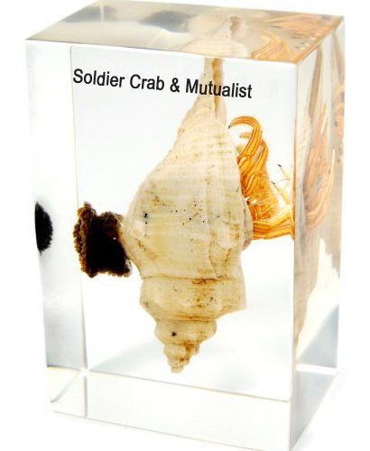 Soldier Crab Mutualist Specimen