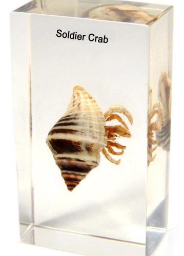 Soldier Crab Plastic Embedded