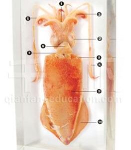 Squid Specimen Acrylic Block