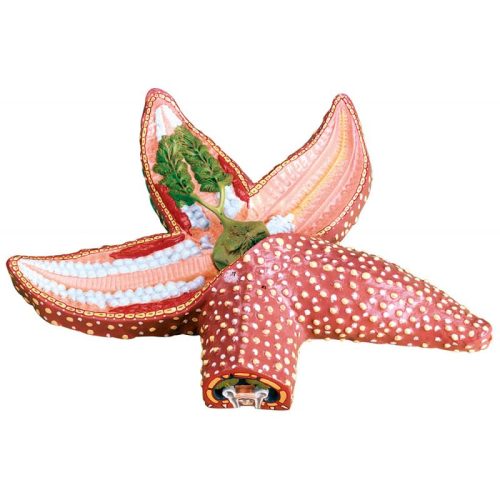 Detailed Starfish Anatomy Model