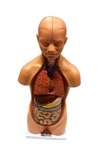 HUMAN MINI TORSO MODEL ,50CM HEIGHT