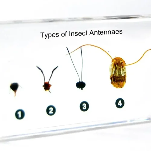Insect Antennas Specimen Model