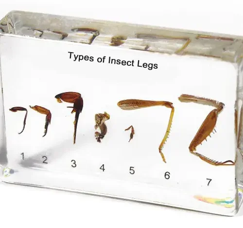 Insect Legs Specimen Model