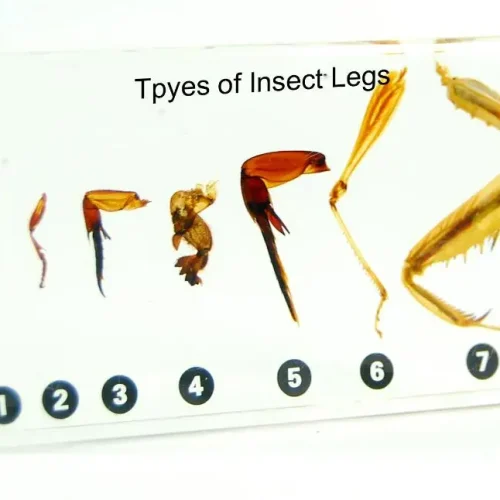 Insect Legs Specimen Kit