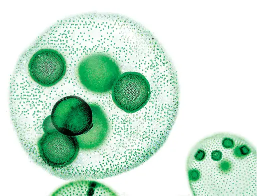 Volvox Living Organism Pack