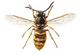 Preserved Wasp Specimen 10/Pack