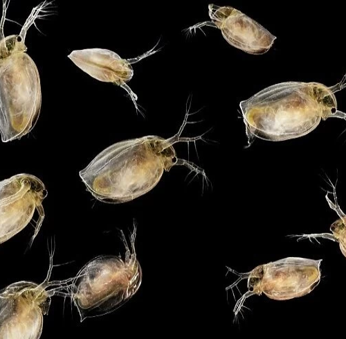 Daphnia Algae Control Solution