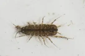Preserved Water Louse Specimen