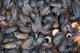 Preserved Woodlice Specimen Pack/10