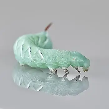 Wax Moth Larvae 25-30/Pack