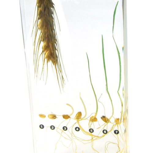 Wheat Germination Acrylic Specimen