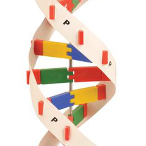 DNA MODEL KIT