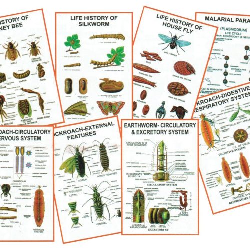CHART - GENERAL ZOOLOGY-I SET