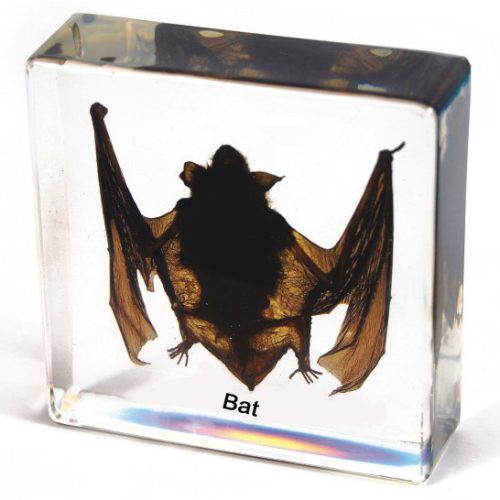 Plastic Embedded Bat Specimens