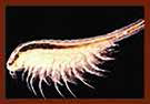 Adult Brine Shrimp 30-50/pk