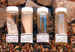 Sordaria Fimicola Agar Cultures