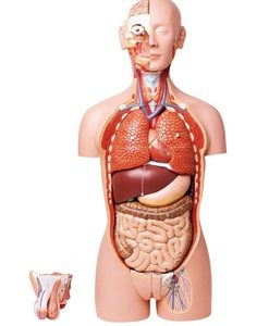 HUMAN DUAL SEX EXCHANGEABLE DELUX TORSO ,OPEN BACK,27 PARTS